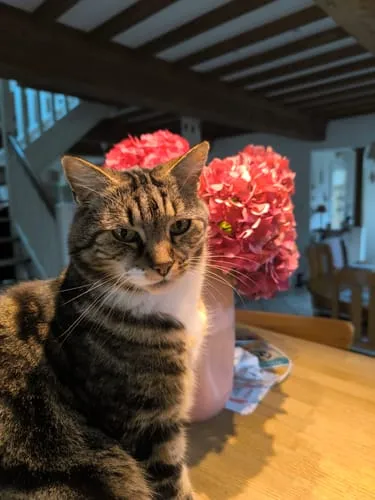 Ziggy Senior natvoer rund 4x100g graanvrij