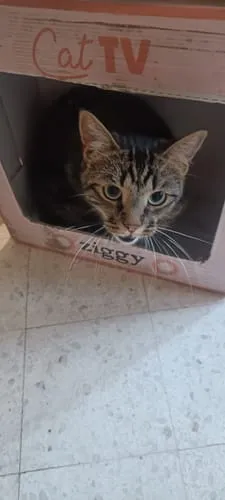 Ziggy Relax kattensnoepjes zalm valeriaan 40g graanvrij