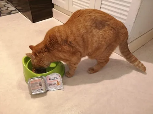 Ziggy VET CKD natvoer zalm 16 x 100 g nierdieet