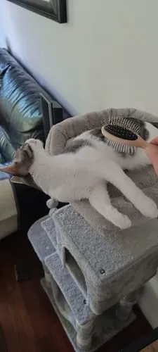 Ziggy The French Brush kattenborstel dubbelzijdig vegan