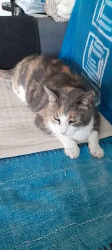 Ziggy VET natvoer kat urinewegen varken 4 x 100 g