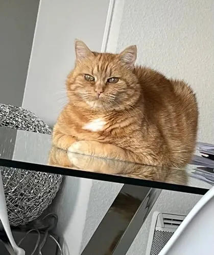 Ziggy Félin Déchaîné kattenmagazine editie 11 Frans