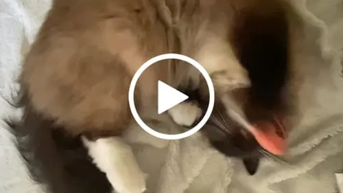 Ziggy Hart kattenspeeltje catnip katoen