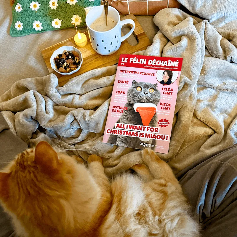 Ziggy Le Félin Déchaîné kattenmagazine nummer 3 Frans