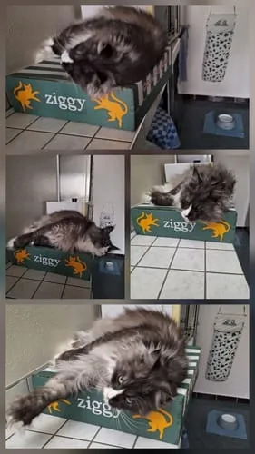 Ziggy natvoer gesteriliseerde kat kip 4 x 100 g tomaat olijf