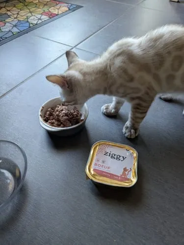 Ziggy Kitten Forel natvoer 4 x 100 g graanvrij