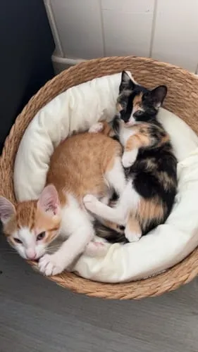 Ziggy kitten natvoer rund graanvrij 4x100g eiwitrijk