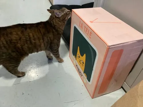 Ziggy plantaardige kattenbakvulling 10L niet-klontvormend