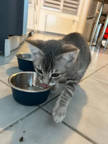 Ziggy natvoer kitten forel 4x100g graanvrij
