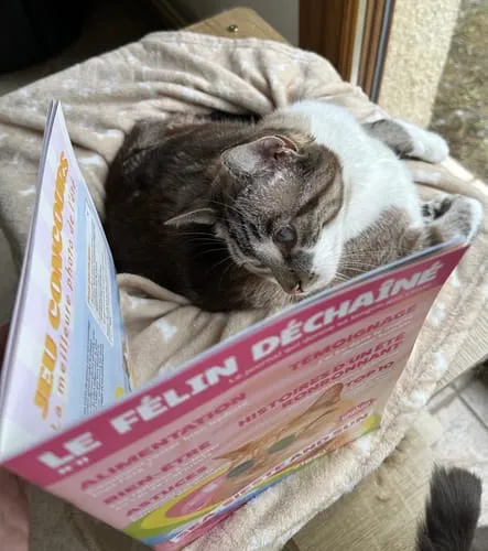 Ziggy Félin Déchaîné kattenmagazine editie 11 Frans