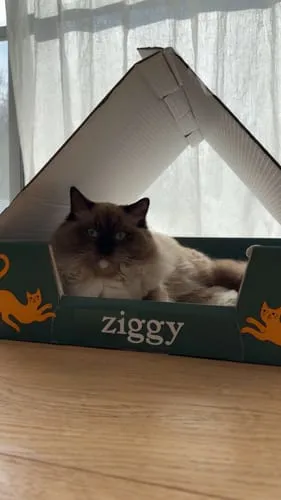 Ziggy kittenbrokken kip met zalmolie 1kg graanvrij