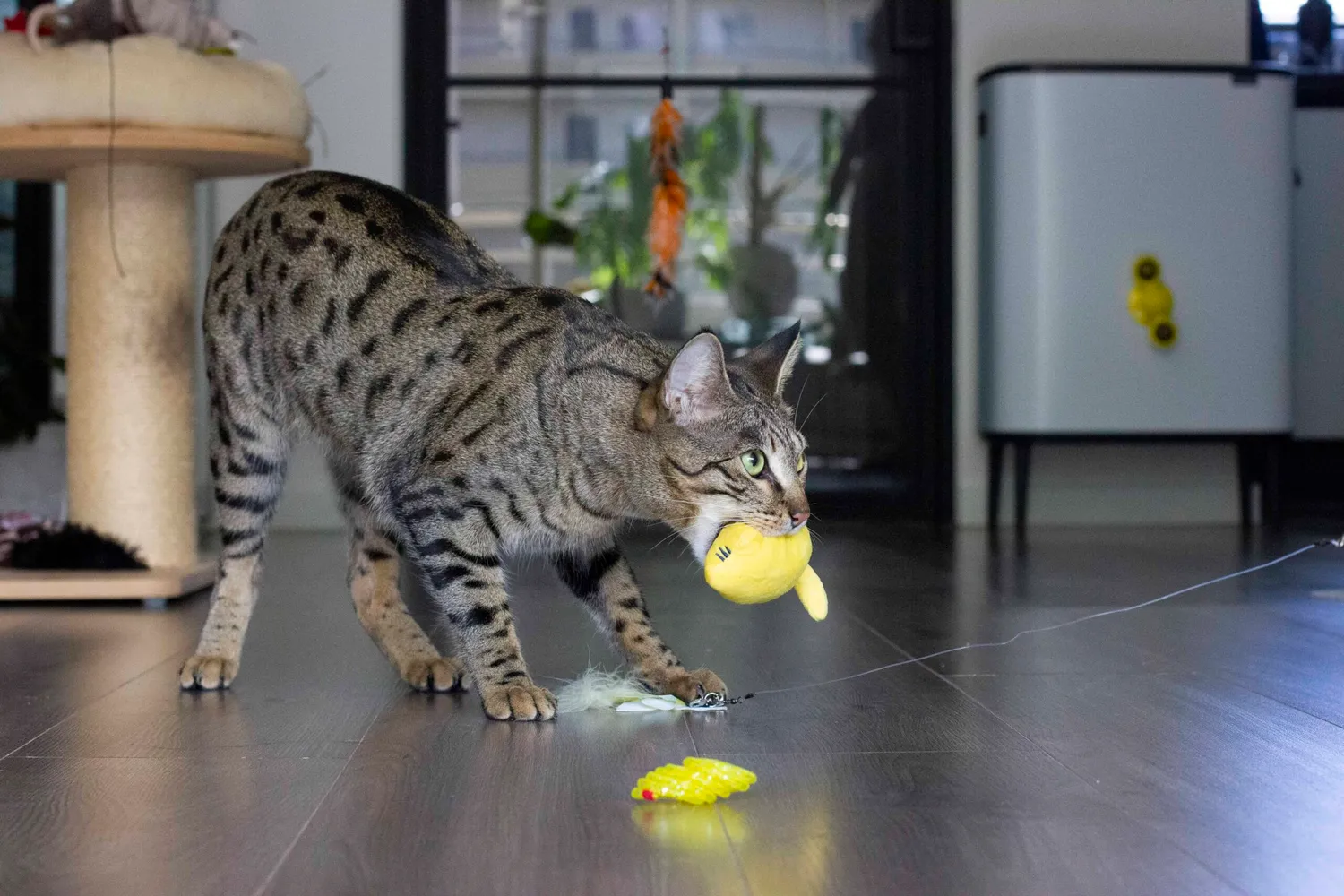 Poezenparadijs kattenhengel geel 5 hangers veer