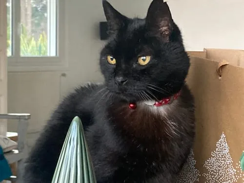 Ziggy VET natvoer kat urinewegen varken 4 x 100 g