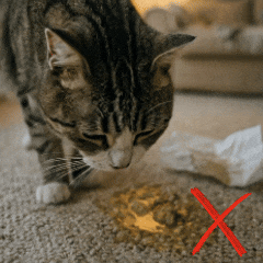 Felibiome Probiotic+ druppels spijsvertering kat