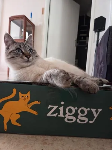 Ziggy kittenbrokken kip met zalmolie 1kg graanvrij