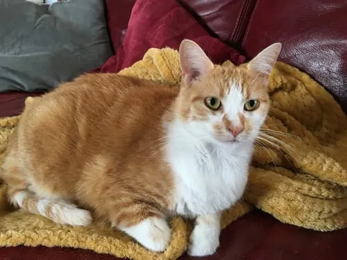 Ziggy The French Brush kattenborstel dubbelzijdig vegan