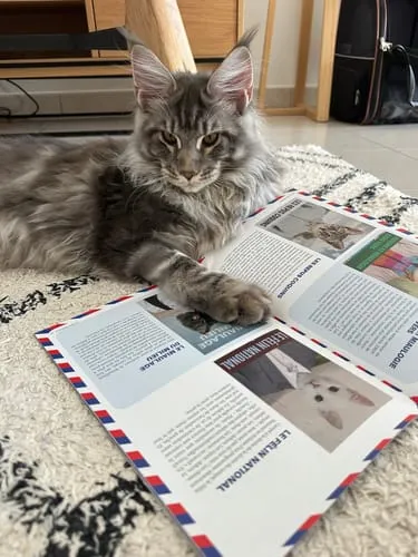 Ziggy Félin Déchaîné tijdschrift editie nr. 12 Frans