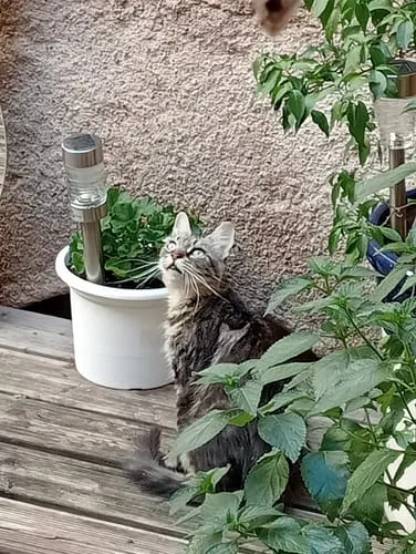 Ziggy plantaardige kattenbakvulling 10L niet-klontvormend