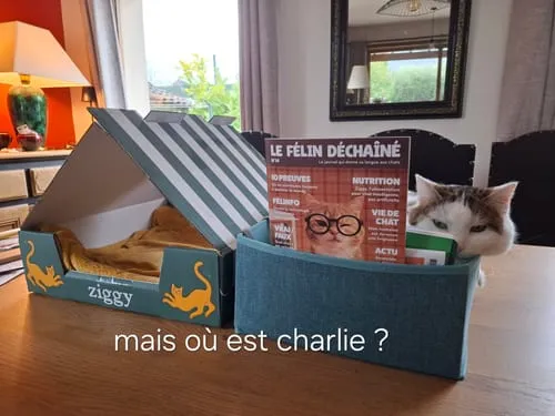 Ziggy Le Félin Déchaîné tijdschrift editie 14 Frans