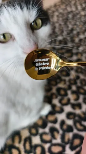 Ziggy Amour Gloire Pâtée voerlepel natvoer rvs
