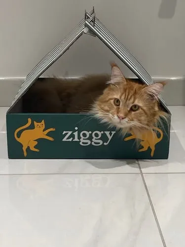 Ziggy graanvrij natvoer gesteriliseerde kat zalm 4x100g