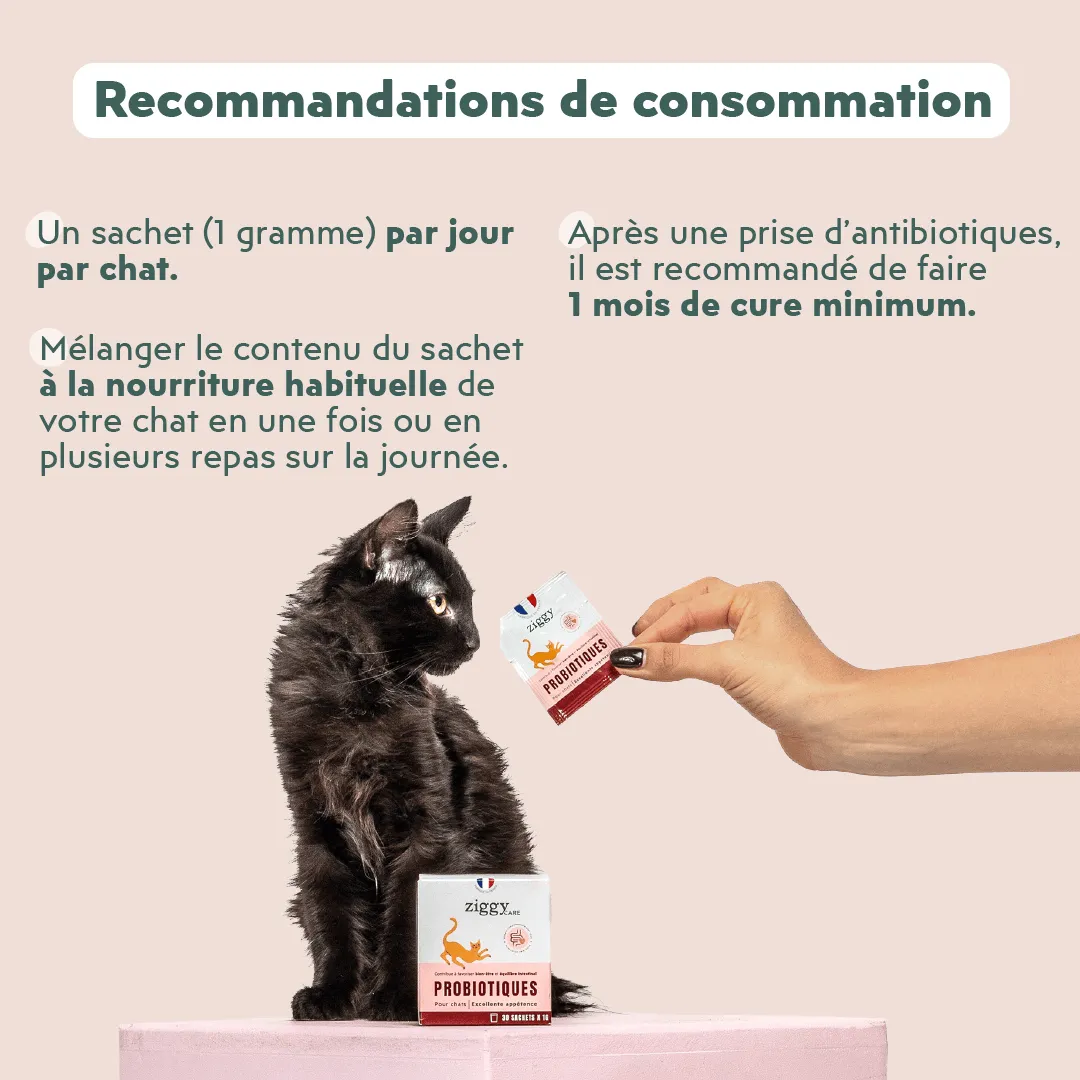 Ziggy Care probiotica kat 3 zakjes darmflora