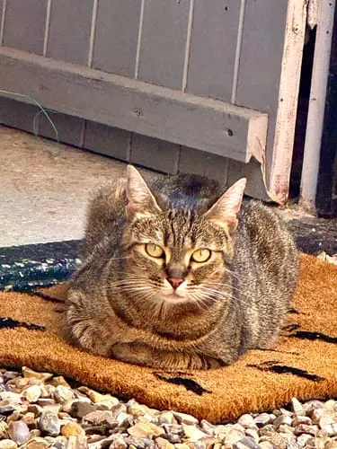 Ziggy Sterilised Adult brokken kip 2,5 kg graanvrij